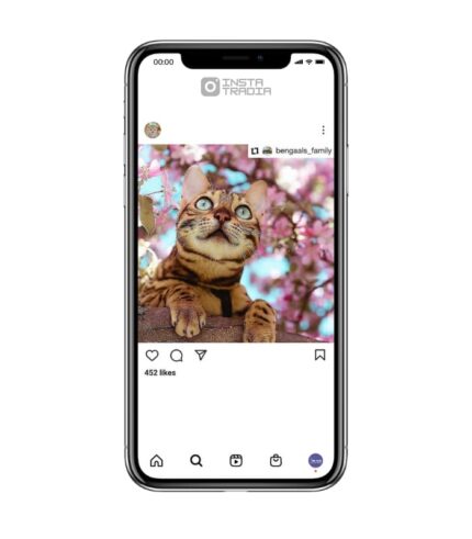 Buy Cat Instagram Account