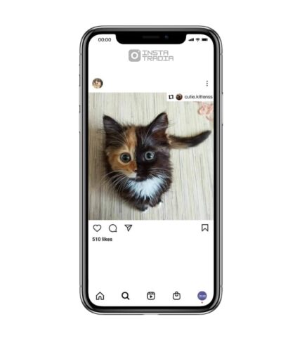 Cat instagram account for sale