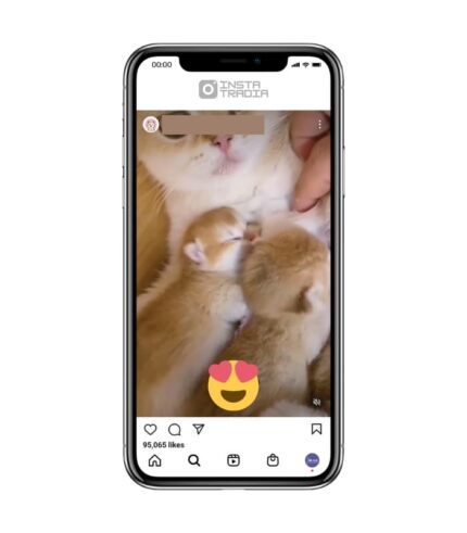 Cat instagram account for sale