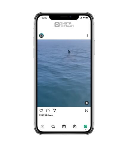 Shark instagram account for sale