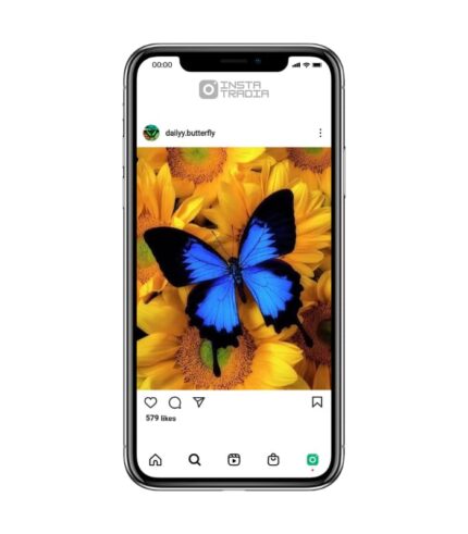 Butterfly instagram account for sale