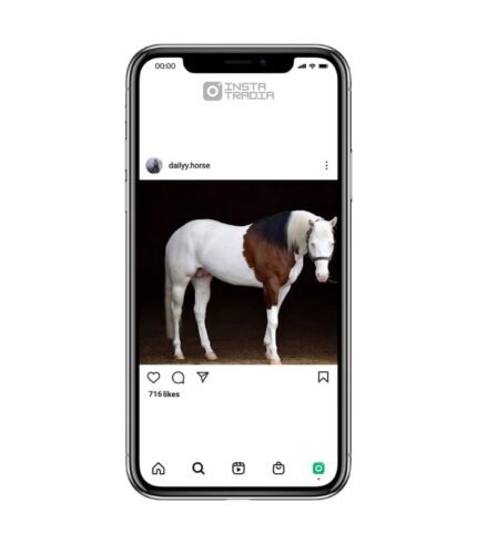 Horse instagram account for sale