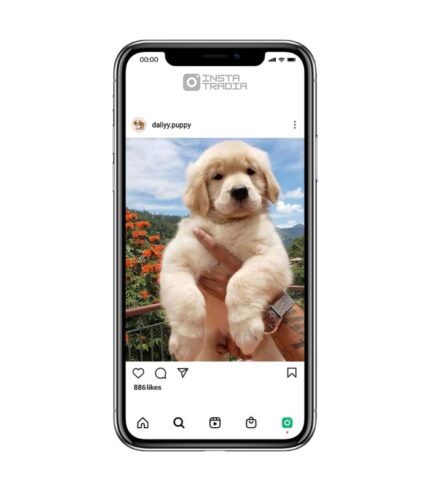 Dog instagram account for sale