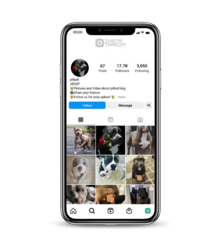 Buy Pitbull Dog Instagram Account