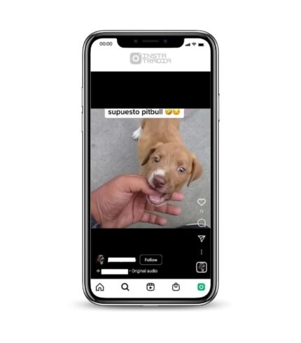 Buy Pitbull Dog Instagram Account