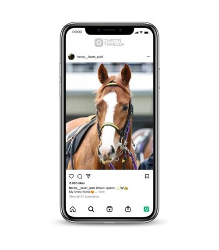 Buy Horse Ponies Instagram Account