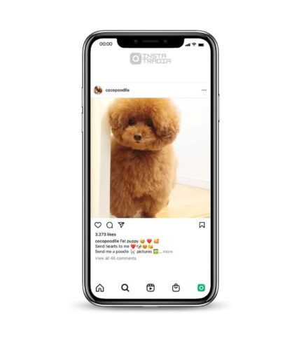 Buy Poodle Dog Instagram Account
