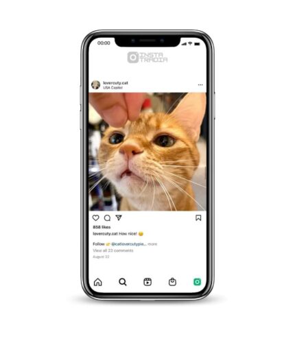 Buy Active Cats Instagram Account