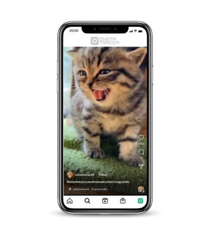 Buy Cute Cat Instagram Account