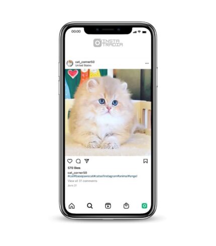 Buy Kitty instagram account